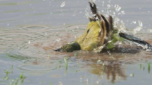 The western yellow wagtail bird cleaning feathers in the water, Motacilla flava