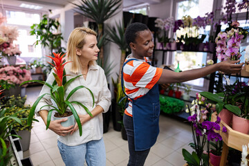 Florist showing potted plants to customer in flower shop