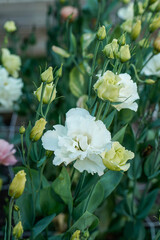 White lisianthus flowers blooming in an outdoor garden.