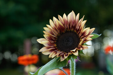 Procut Plum sunflower blooming in an outdoor garden.
