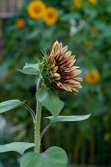 Procut Plum sunflower blooming in an outdoor garden.