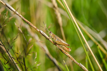 Wild grasshopper sitting on a green plant stem, natural habitat
