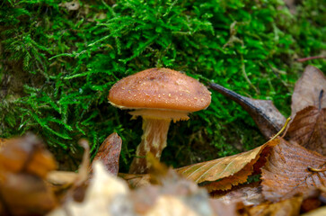 Forest mushroom among yellow foliage in autumn forest