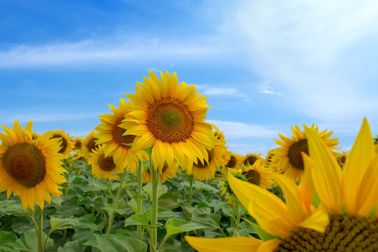 Blooming yellow sunflowers against blue sky in agricultural field