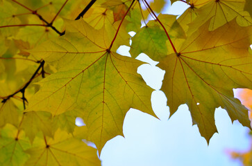 Bright autumn leaves on tree branches against blue sky