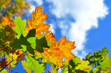 Bright autumn leaves on tree branches against blue sky