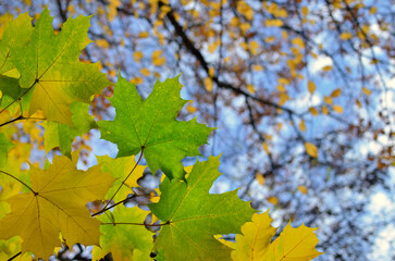 Bright autumn leaves on tree branches against blue sky