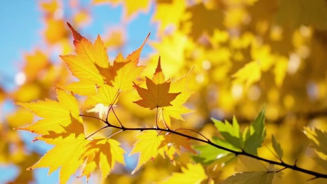 Colorful Autumn Leaves Against A Blue Sky. Yellow Birch Leaves And Blue Sky With Beautiful Bokeh.