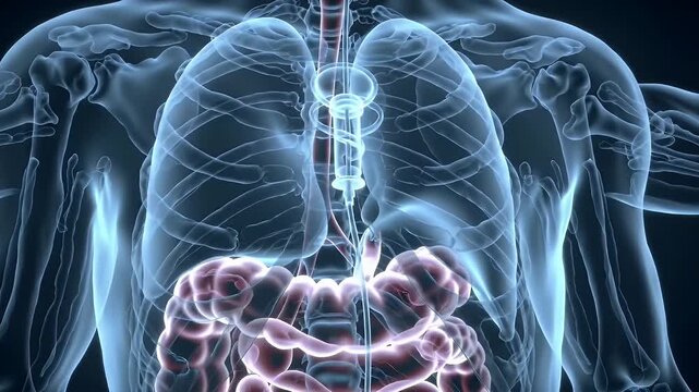 Human Digestive System Anatomy.