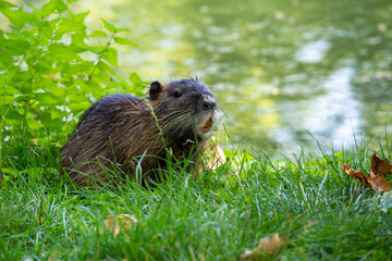 A small animal is sitting in the grass by a body of water