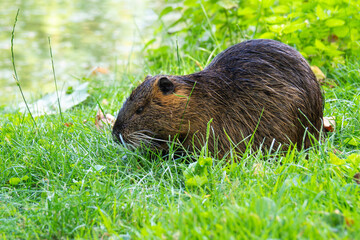 A small animal is laying in the grass