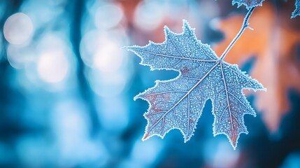 Fototapeta premium Frozen Maple Leaf Winter Nature Closeup Macro Photography