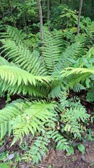 beautiful fern, fern leaves are beautiful, summer season