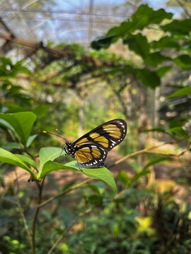 Borboleta do manac&aacute; possui asas com colora&ccedil;&atilde;o amarela, branca e negra e frequentemente apresentam regi&otilde;es transl&uacute;cidas , que lhe rendeu o apelido de borboleta vitral.