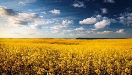 Fototapeta premium yellow field and sky