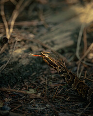 Close-up of a Rattlesnake with Tongue Out in Forest Habitat