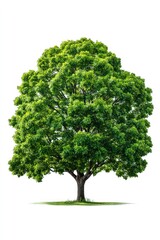 Lush green tree against white