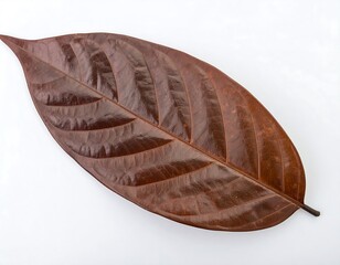 Dried leaf, top view