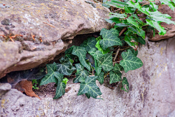 Efeu wächst aus einer verwitterten Mauer