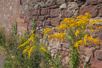 Fassde mit blühender Goldrute