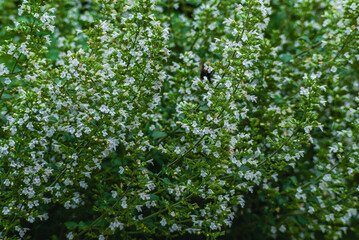 Bl&uuml;hendes Bergbohnenkraut
(Bestimmung unsicher)