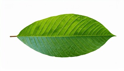 Obraz premium isolated green cocoa leaf on a transparent background isolated cocoa green leaves green guava leaves isolated on a transparent background a single piece of guava or fig tree leaf generative ai