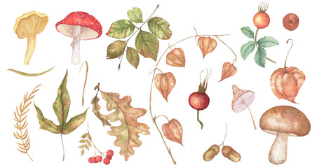 A set of watercolor illustrations of leaves, mushrooms, acorns, branches of physalis, rose hips and blades of grass.