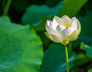 Obraz premium Close-up of a white lotus flower