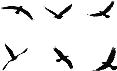 Silhouette birds in flight, various wing positions, flying wildlife illustration, nature freedom concept, avian migration art for design and decoration