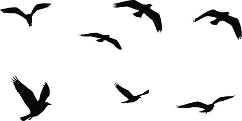Silhouette birds in flight, various wing positions, large bird species, wildlife illustration for nature, freedom, migration, and artistic design projects