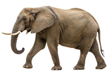 Fototapeta premium Majestic African elephant with impressive tusks captured in a full-length side profile while walking, isolated on a clean white studio background for wildlife concepts