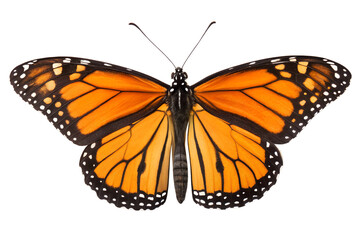 Fototapeta premium Majestic Monarch Butterfly A Vibrant Orange and Black Insect Isolated on a Clean White Background, Wings Spread