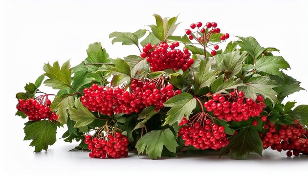 lush viburnum shrub with red berries isolated on white white background - Powered by Adobe