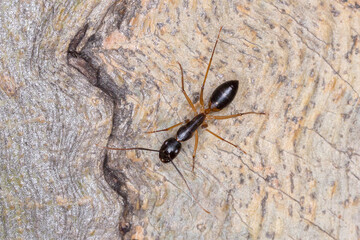Banded sugar ant on tree bark close up