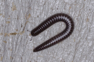 Portuguese millipede curled on tree bark close up