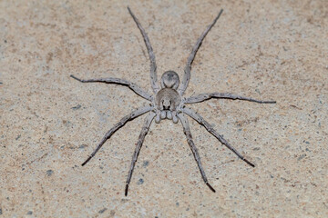 Grey Wolf Spider with Legs Spread on Ground