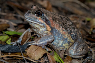 Wild Banjo Frog Among Dry Leaves and Soil