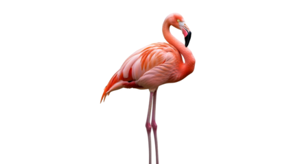 Beautiful flamingo bird standing on one leg isolated on black background wildlife nature photography image on transparent background