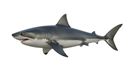 Fototapeta premium Isolated great white shark image for ocean wildlife animal marine life shark predator underwater sea danger on transparent background