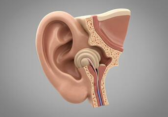 Fototapeta premium Human ear internal anatomy illustration