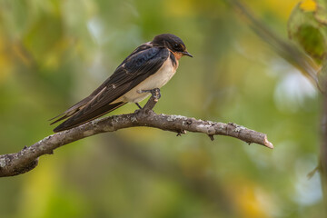 Fledgling barn swallow perched in a tree.