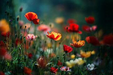 Fototapeta premium Vibrant Field of Poppies in Bloom