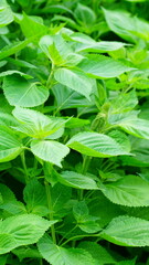 무성하게 자란 꺳잎