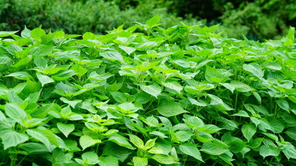 무성하게 자란 꺳잎