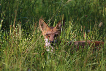 red fox in a field