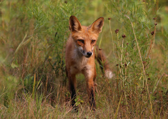 red fox during sunset