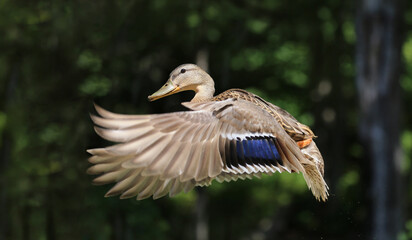 female mallard duck in action