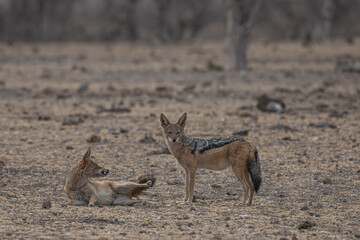 A pair of Jackals playing and interacting with each other in the wild in Africa