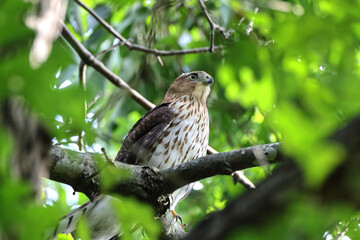 Cooper hawk peeking through green leaves from a tree perch. 