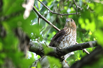 Cooper hawk peeking through green leaves from a tree perch. 